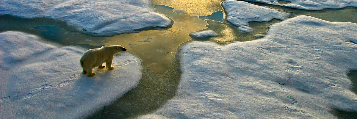 Climate change carbon polar bear melting ice
